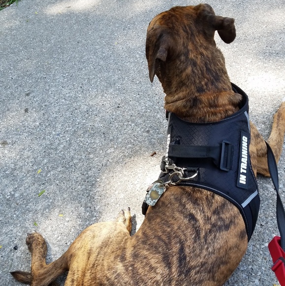 Sammy Dawg Thanks You for Your Purchase 💞 🐶💞 - Picture 2 of 8